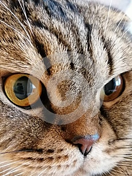 The lop-eared cat`s purposeful gaze into the distance.