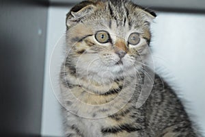 Lop-eared cat. Scottish fold. The kitten is brindle.