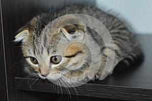 Lop-eared cat. Scottish fold. The kitten is brindle.