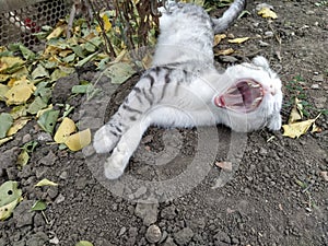 Lop-eared cat yawns close-up