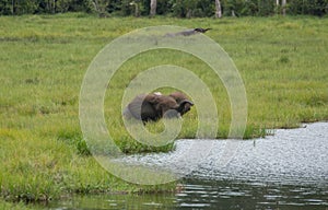 Lop-eared elephant hiding in the tall grass on the bank of the river Sangha Congo photo