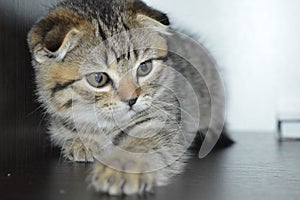 Lop-eared kittens. Lop-eared cat. Scottish fold brindle