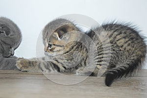 Lop-eared kittens. Lop-eared cat. Scottish fold brindle