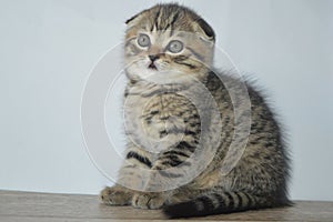 Lop-eared kittens. Lop-eared cat. Scottish fold brindle