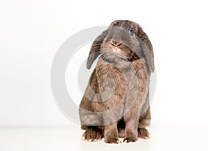 A lop eared pet rabbit on a white background
