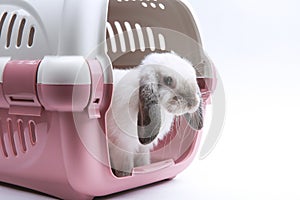 Lop-eared rabbit in the animal carrier