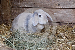 Lop eared rabbit pet on straw and fresh hay in rustic wooden hutch. Side view showing long ears