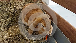 Lop-Eared Rabbit Snacking on a Carrot in its Hutch