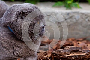 Lop-eared Scottish cat, gray with big yellow eyes