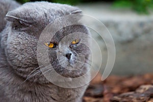 Lop-eared Scottish cat, gray with big yellow eyes