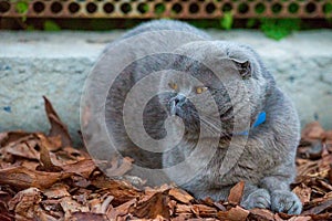 Lop-eared Scottish cat, gray with big yellow eyes