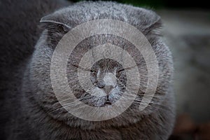 Lop-eared Scottish cat, gray with big yellow eyes