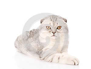 Lop-eared scottish cat looking at camera. isolated on white