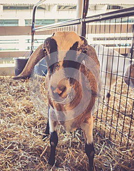 Lop-earred goat standing in pen at the country fair