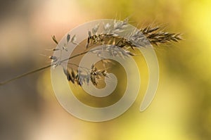 The Lop Grass In  the Spring At The Sunset, Bromus hordeaceus L