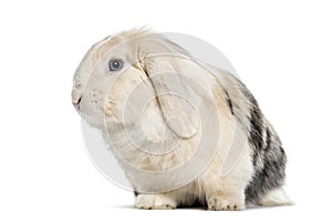 Lop Rabbit , 1 year old, sitting against white background