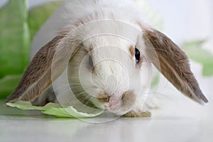 Lop rabbit photo