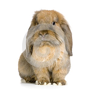 Lop Rabbit