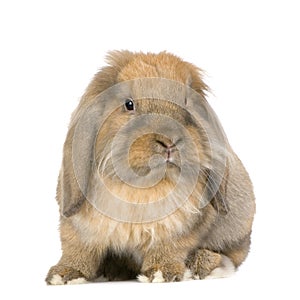 Lop Rabbit