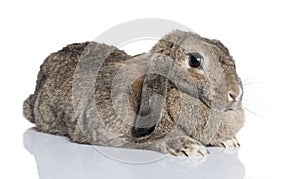 Lop rabbit (4years old)