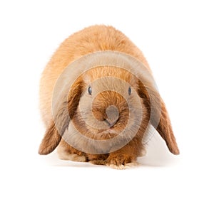 Lop-rabbit, Miniature Lop (Oryctolagus cuniculus)