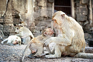 Lopburi Thailand