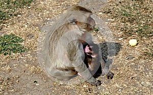 Lopburi, Thailand: Baby Monkey Nursing