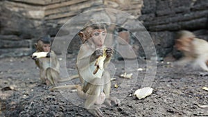 Lopburi, Thailand, the city of free monkeys