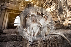 Lopburi Thailand. Monkey  Crab-eating or Long-tailed macaque  in Prang Sam Yot temple. Khmer ancient Buddhist pagoda ruins are