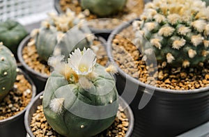 Lophophora diffusa flower cactus plant in pot with sunlight