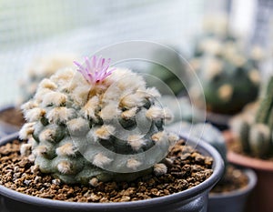 Lophophora jourdaniana flower cactus plant in pot