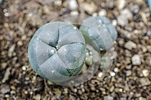 Lophophora williamsii cactus