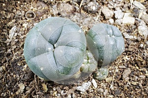 Lophophora williamsii cactus