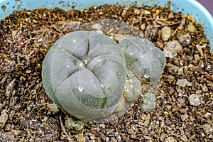 Lophophora williamsii cactus