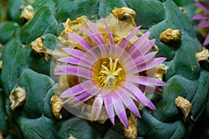 Lophophora williamsii - cactus blooming with a pink flower in the spring collection, Ukraine