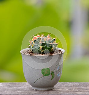 Lophophora williamsii, Cactus or succulents tree in flowerpot on wood striped background