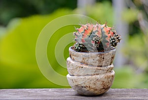 Lophophora williamsii, Cactus or succulents tree in flowerpot on wood striped background