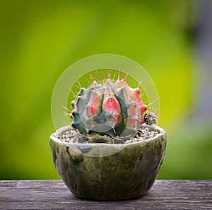 Lophophora williamsii, Cactus or succulents tree in flowerpot on wood striped background