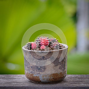 Lophophora williamsii, Cactus or succulents tree in flowerpot on wood striped background