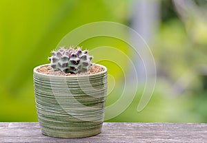 Lophophora williamsii, Cactus or succulents tree in flowerpot on wood striped background