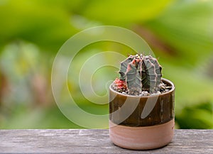 Lophophora williamsii, Cactus or succulents tree in flowerpot on wood striped background