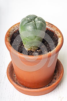 Lophophora williamsii in clay pot photo