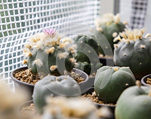 Lophophora williamsii flower cactus plant in pot