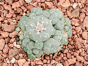 Lophophora williamsii in greenhouse of desert plants