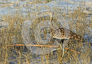 Lophotis ruficrista on the dry parched African savannah