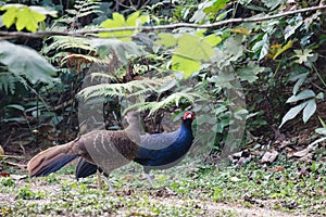 Lophura leucomelanos/The kalij or kaleege pheasant