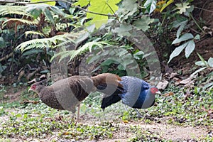 Lophura leucomelanos/The kalij or kaleege pheasant