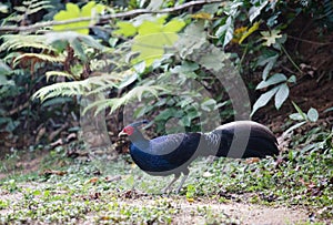 Lophura leucomelanos/The kalij or kaleege pheasant