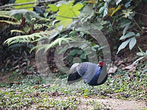 Lophura leucomelanos/The kalij or kaleege pheasant