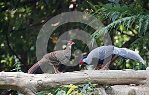 Lophura nycthemera/The silver pheasant